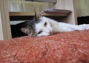 a cat on carpets